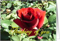 Thinking of You card