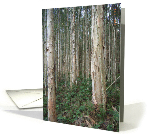 in the woods card (49217)