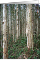 in the woods card