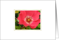 Wild Rose card