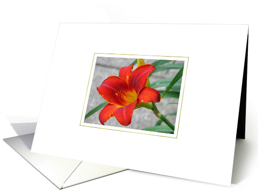 Red Lily card (48549)