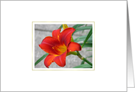 Red Lily card