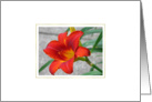 Red Lily card