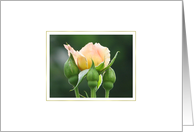 Peach Rose card