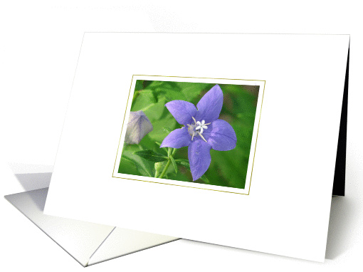 Blue Blossom card (48571)