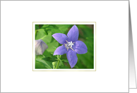 Blue Blossom card