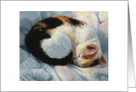 Calico Comfort