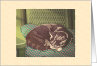 Cat Nap card