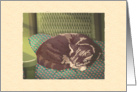 Cat Nap card