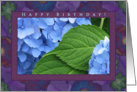 Happy Birthday Blue Hydrangeas card