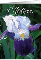 Mother's Day Iris