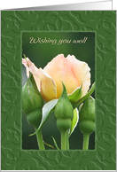 Peach Rose, Wishing You Well card