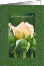 Peach Rose, Wishing You Well card