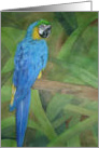 Parrot Bird Brilliant Blue card