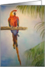 Bright Bold Color Rainbow Tropical Vacation Parrot card