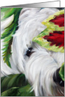 Westie West Highland Terrier Dog -Peek a Boo card