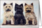 Three’s Company Cairn terrier puppies blank note card