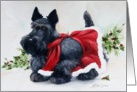 Scottish Terrier Christmas Card