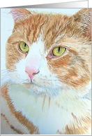 Snickers the Cat card