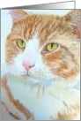 Snickers the Cat card