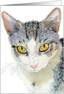 Snoshu the Cat card