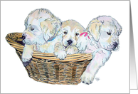 Retriever Pups card