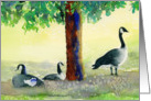 Canadian Geese card