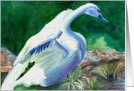 Swan Lake Trumpeter card