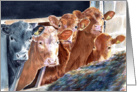 Calves at Brunch card