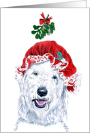 Ms Claus Labradoodle