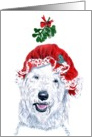 Ms Claus Labradoodle card