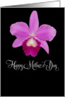 mother’s day card with isolated pink Cattleya orchid card