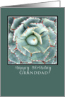 happy birthday granddad green succulent plant card