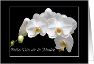 Spanish Mother’s Day white orchids card