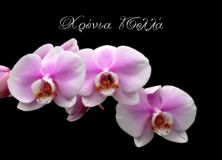 Pink orchids for...