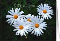 white daisies get well soon card