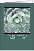 happy birthday granddad green succulent plant card