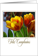 golden tulips Spanish Feliz Cumpleanos card