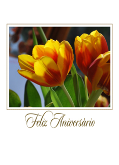 golden tulips...