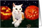 Halloween White Cat and Pumpkins card
