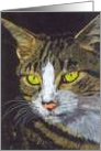 Cheeky Charlie (study of a tabby cat) card