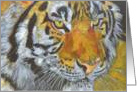 Portrait of a Tigress card