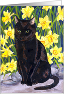 Jet and Daffodils ...
