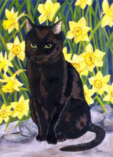 Jet and Daffodils ...