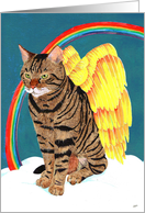 Angel Cat, pet...