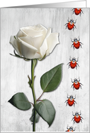 White Rose and Ladybugs card
