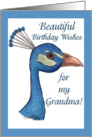 Peacock-Birthday for grandma card