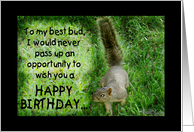 Squirrel Humorous...