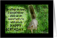Squirrel Humorous Happy Birthday for Brother in Law Nuttiest Person card