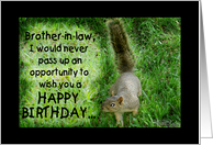 Squirrel Humorous...